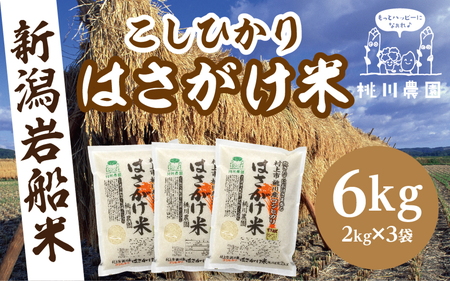 【精米即日発送・令和7年産米】新潟県村上市桃川産  特選コシヒカリ  はさがけ米6kg　B4040