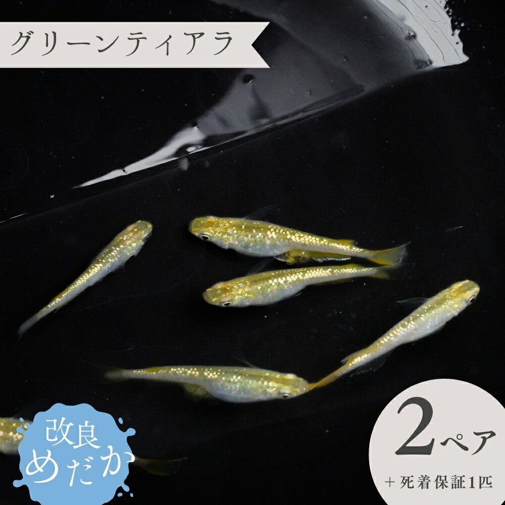 【ふるさと納税】改良めだか ［ グリーンティアラ ］(2ペア＋死着保証1匹） めだか メダカ めだか屋らん メダカ飼育 めだか飼育 観賞用