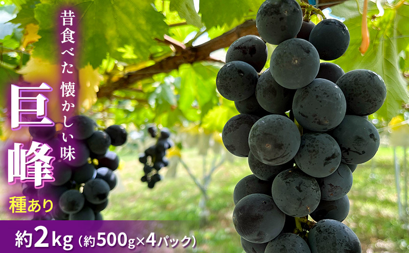 種あり巨峰 約2kg 2025年(R7年)9月中旬～10月下旬頃出荷予定【安心安全 こだわりの栽培方法 除草剤不使用 栽培期間中 ネオニコチノイド系農薬不使用 化学合成肥料不使用】 