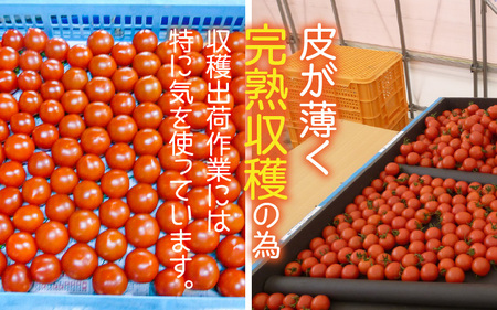 【先行予約】太陽サンサン砂丘地三里浜の 越のルビー 約2kg 【2025年9月下旬以降順次発送予定】 [A-8301]