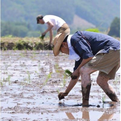 ふるさと納税 北杜市 白州米 亀の尾『白米』3kg |  | 03