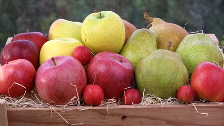 季節 の フルーツ 詰合せ ( 12月分 ) 2.5kg 果物 山形 08-03-054