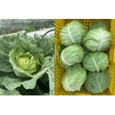 ふるさと納税 高畠町 【期間限定発送】3種 野菜(キャベツ さつまいも 里芋)計約4kg セット 農家の店しゃんくすろーど |  | 01