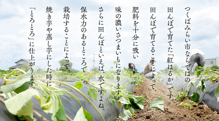 【 訳あり 】 さつまいも ！ 紅はるか 5kg サツマイモ 芋 いも べにはるか 茨城 美味しい おいしい ワケアリ 訳アリ