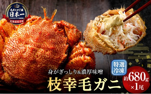 【漁獲量日本一】至福の逸品！特選冷凍「枝幸毛がに」約680g×1尾 毛蟹 毛ガニ オホーツク 北海道