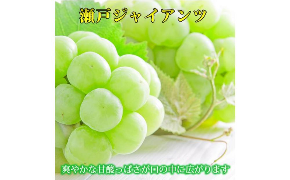 紀州かつらぎ山の瀬戸ジャイアンツ 約2kg［2025年8月中旬以降発送予定］［UT30］ 303446_XF91126
