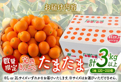  先行予約 数量限定 完熟きんかん たまたま 計3kg以上 (3kg×1箱) フルーツ 果物 くだもの 柑橘 金柑 国産 食品 期間限定 大粒 宮崎ブランド 希少 おすすめ デザート おやつ ギフト 