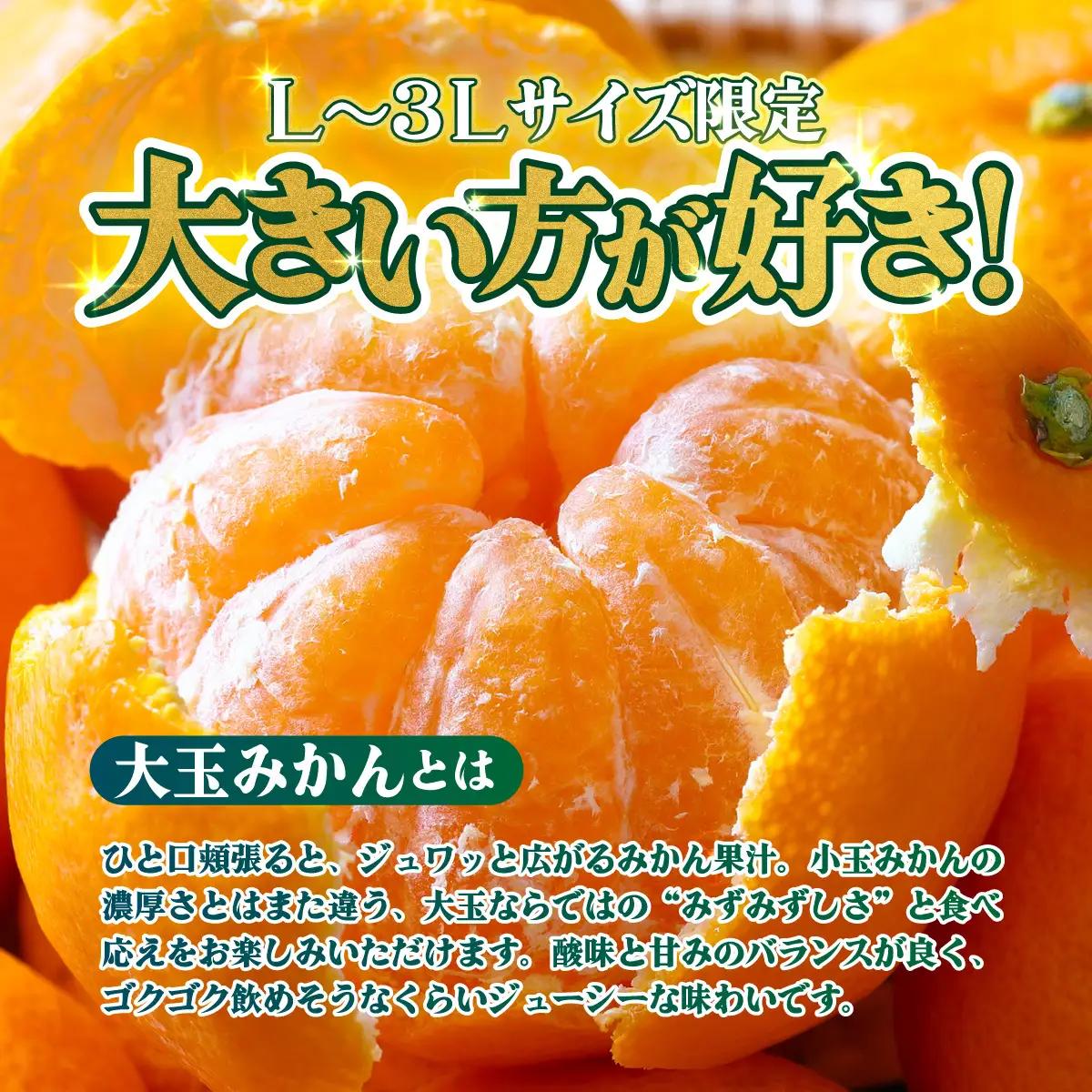 ＜【訳あり】愛媛県産 大玉みかん 約5kg＞『2026年11月上旬～1月下旬迄順次発送予定』わけあり 訳アリ 大きい おおだま みかん 蜜柑 果物 くだもの フルーツ ミカン 果汁 国産 特産品 株式