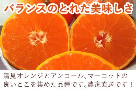 麗紅(れいこう）ハウス栽培 唐津産 5kg 混合サイズ みかん 蜜柑 柑橘 果物 フルーツ