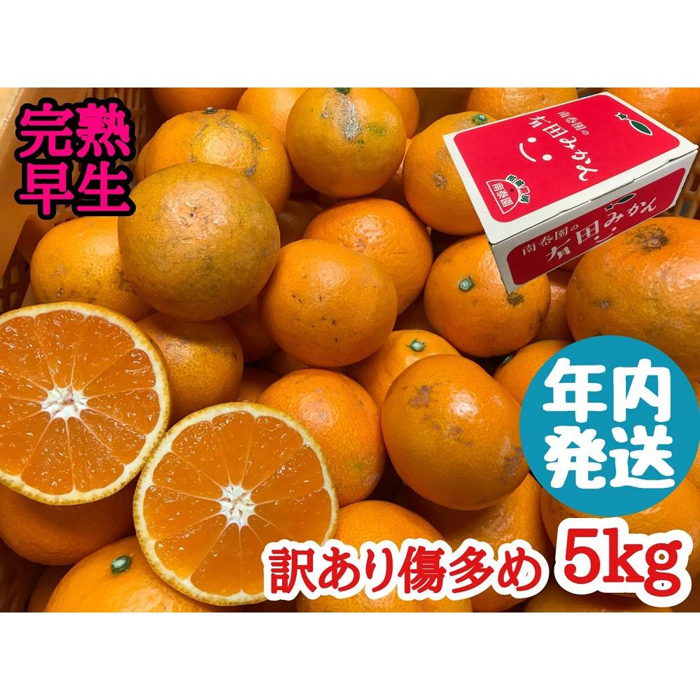 【ふるさと納税】年内発送 訳あり 傷多め 完熟早生 有田みかん 5kg サイズおまかせ 和歌山 南泰園 みかん | フルーツ 果物 くだもの 食品 人気 おすすめ 送料無料