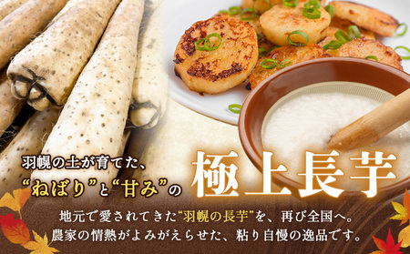 【秋堀り】中尾ファームのねばり 長芋 5kg【34001】