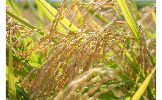 令和7年産 お米マイスターが育てた上越産コシヒカリ6kg(2kg×3)無洗米