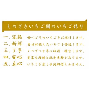 【1月から順次発送】篠崎さんちのいちご　もてぎの大きめ完熟とちおとめ(6～12粒×4パック)【配送不可地域：離島・沖縄県】【1267483】