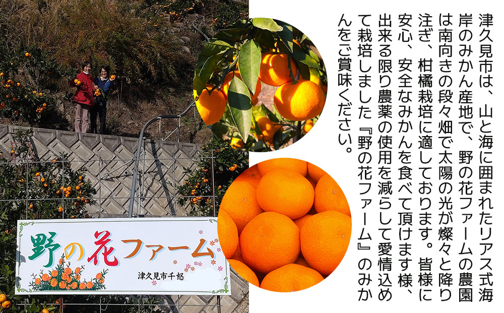 【先行予約】秀品 石地みかん 5kg  ミカン オレンジ 蜜柑 フルーツ 旬 果物 くだもの 大分県産 九州産 津久見市 国産【tsu002801】
