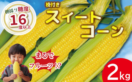 【先行予約】 とうもろこし スイートコーン 2kg 2026年4月より順次発送 朝採れ 採れたて 糖度 16度以上 ゴールドラッシュ ネオ とうもろこし とうもろこし とうもろこし野菜 甘い コーン 産地直送 桃 ぶどう メロン に並ぶ 甘さ 朝採れ 糖度 生 野菜 スイートコーン 産地直送 バーベキュー BBQ コーン 