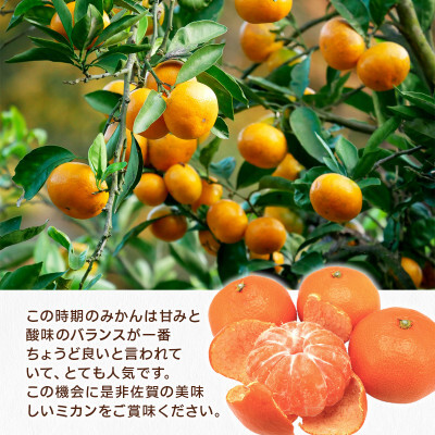 極早生みかん 約10kg 114-B1005