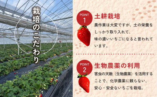 大粒！田口さんのいちご（とちおとめ）2パック（600g）贈答用｜完熟 食べ比べ 苺 イチゴ フルーツ 安心 土耕栽培※2027年1月上旬以降発送予定