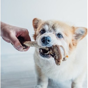 【愛犬用】鹿肉 ドッグフード セット ( ジャーキー 骨 ガム おやつ おもちゃ ペット 犬 鹿 肉 ジビエ )