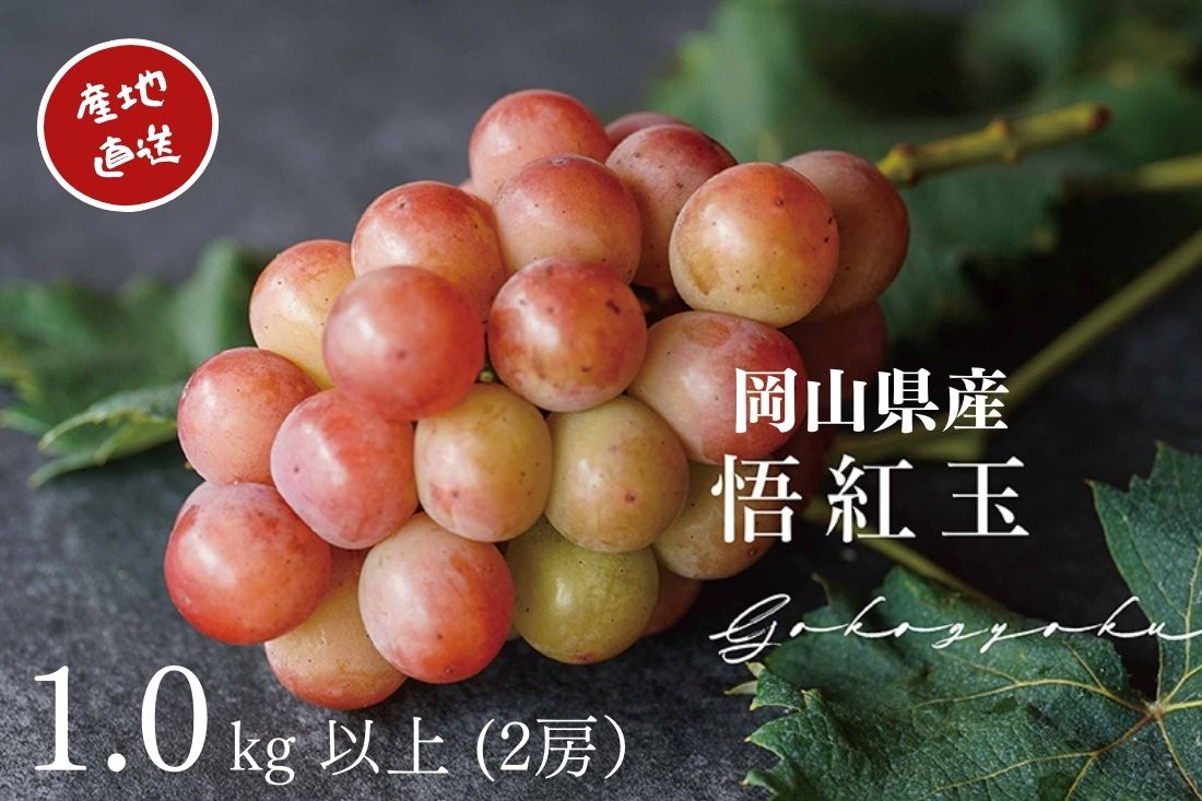 【ふるさと納税】厳選 悟紅玉 旧ゴルビー 2房 合計1.0kg以上 ぶどう ブドウ 葡萄 産地直送 朝採れ ぶどう ブドウ 葡萄 フルーツ くだもの 果物 果実 Kawahara Green Farm 2025年 大粒 完熟 冷蔵 岡山県産 国産 岡山県 倉敷市 送料無料