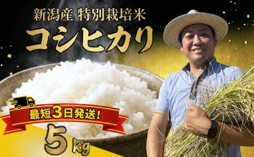 【最短1週間発送!！】 新潟県産 特別栽培米 コシヒカリ 5kg 令和7年産 こしひかり 特栽米 米 月岡 温泉 お米 こめ ご飯 ごはん おいしい 新潟米 新潟 新潟県 米 新発田産 新潟産 朝食 昼食 夕飯 炊きたて 精米 watasho004_2025