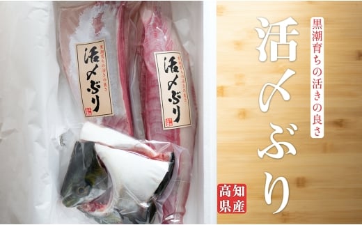 高知県産 ぶり 半身 活〆 1kg～ 刺身 冷蔵 | 鰤 ブリ 新鮮 脂のり お刺身 刺し身 さしみ 煮付け ぶりしゃぶ ぶり大根 お正月 年末配送 鮮魚 海鮮 海鮮丼 海鮮グルメ 年末年始 おせち 贈答 ギフト 産地直送 高知 大月町 国産