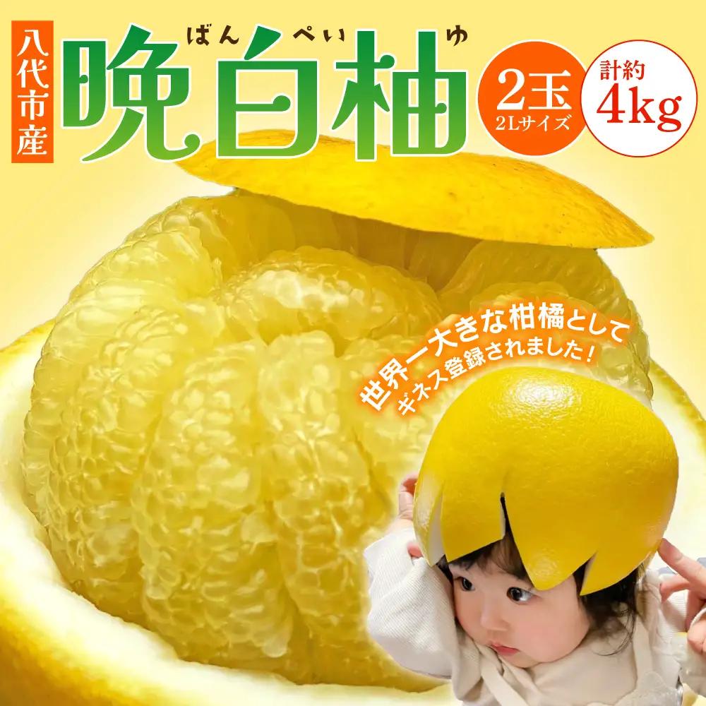 柑橘 【先行予約】熊本県 八代市産　晩白柚　2玉 2Lサイズ 約4kg 【2027年1月上旬より順次発送】 柑橘