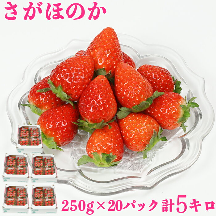 【ふるさと納税】さがほのか 約5kg（約250g×20パック）／ いちご 5kg 先行予約 1月 2月 フルーツ 苺 ＜133-004＞