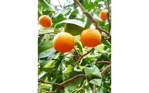初夏のみかん　なつみ5kg【予約】※2027年4月中旬頃～2027年4月下旬頃に順次発送予定(お届け日指定不可) みかん ミカン 蜜柑 フルーツ【uot501-2】