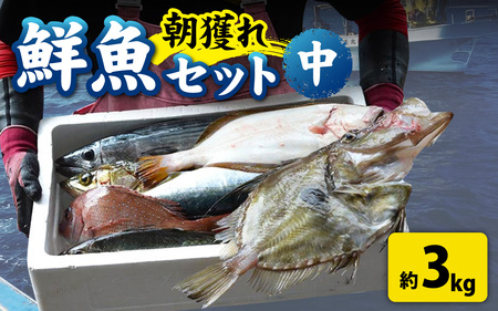 【朝獲り】漁師厳選 鮮魚セット (中) 4種類以上 約3kg  [D-018001]  魚 産地直送
