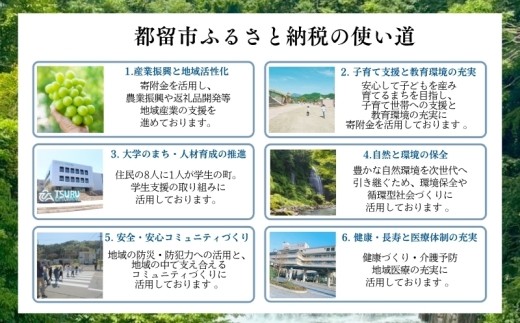 【2027年先行予約】山梨県都留市産 シャインマスカット 約1.2kg（2～3房）|  シャインマスカット マスカット シャイン ブドウ ぶどう　葡萄 しゃいんますかっと しゃいん