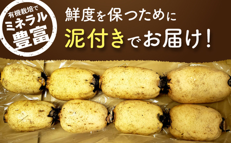 【2026年度発送分 先行予約】有機（オーガニック）泥付き蓮根2kg / 佐賀県 / 吉田農園 [41AHAE001]