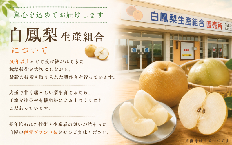 白鳳梨（豊水）3L  14玉 ※お届けは9月上旬から9月中旬頃の予定です【hkns0001】
