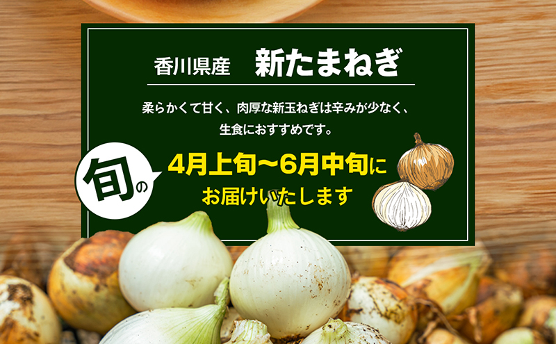 香川県産　新たまねぎ　約10kg