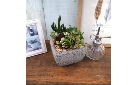 多肉植物ミックスセメントポット仕立て1個【1697819】