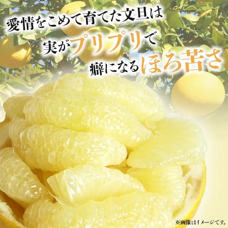 土佐文旦 10kg 文旦 ms-0092