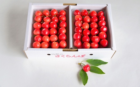 さくらんぼ（佐藤錦）１ｋｇ　0052-2604