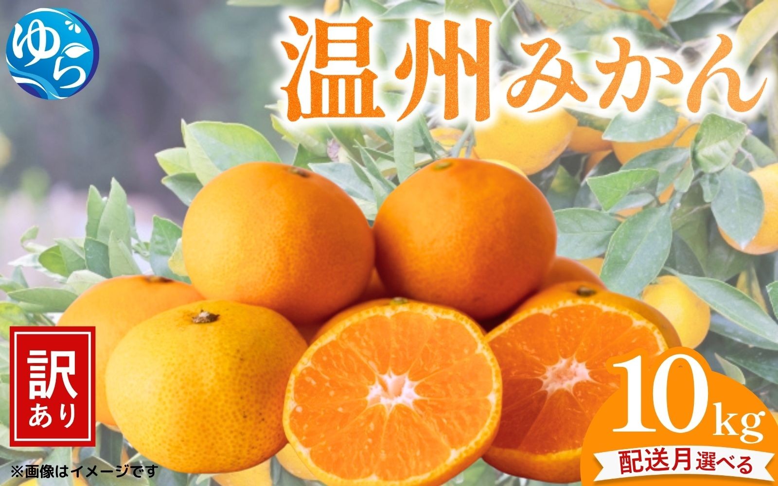 
            【先行予約】＼選べる配送月／ （訳あり）温州みかん 10kg 【11月出荷 or 12月出荷】/ みかん ミカン 和歌山県 柑橘  甘い 蜜柑 フルーツ 果物 くだもの 食品  産地直送 由良町 ご家庭用 温州 温州ミカン 【kwgc004-cho】
          
