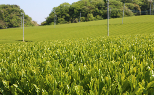 水出し煎茶セット(5g×12パック)×5袋【配送不可地域：離島・沖縄県】【1670593】