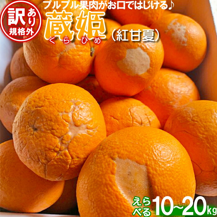 【ふるさと納税】【訳あり・規格外品】今村農園の蔵姫くらひめ（紅甘夏） 約10〜20kg 先行予約 果物 フルーツ 傷 不揃い＜107-706＞