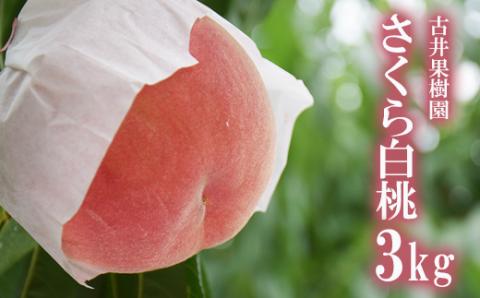 No.2416もも 晩成種「さくら白桃」約3kg【2025年発送】