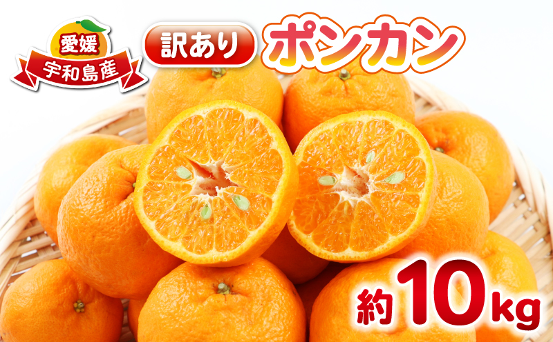 ポンカン 10kg 訳あり ぽんかん 杉本屋  訳あり品 mikan みかん デザート 甘い 果物 くだもの フルーツ 柑橘 みかん 蜜柑 ビタミン お取り寄せ 愛媛みかん 愛媛蜜柑 愛媛県産 産地直