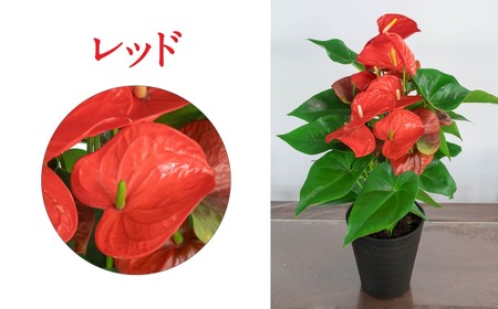 愛んすりうむ（アンスリウム）M（2株寄植え）湖東フラワー 滋賀県 東近江市 B-B05 アンスリウムアンスリューム観葉植物鉢植え花プレゼントギフトお祝いお供えインテリアフラワーグリーンリビング玄関飾り