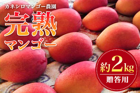 【 先行予約 2026年 発送 】 カネシロマンゴー農園 完熟マンゴー 贈答用 マンゴー 沖縄県産 マンゴー 2kg アップルマンゴー アーウィンマンゴー 国産 完熟マンゴー 果物 南国 くだもの フルーツ 完熟 夏 旬 沖縄 お取り寄せ 甘い 濃厚 糸満市