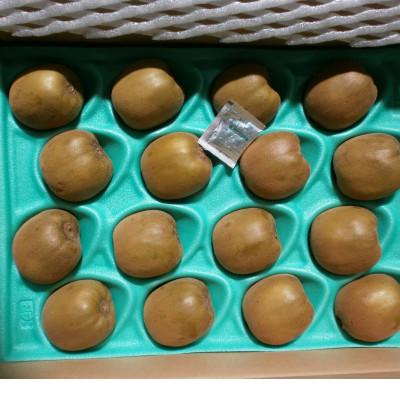 ふるさと納税 三豊市 さぬきゴールドキウイ 「黄様(おうさま)」 大玉約3.5kg |  | 01