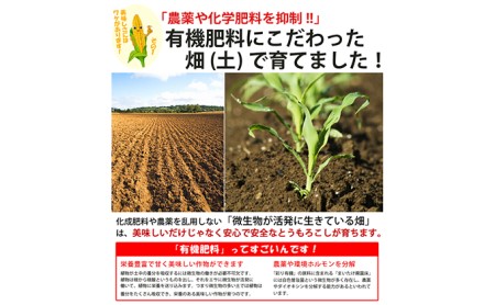 【2026年夏発送】とうもろこし ピュアホワイト 10本 L～2Lサイズ 富良野産 生で食べられる