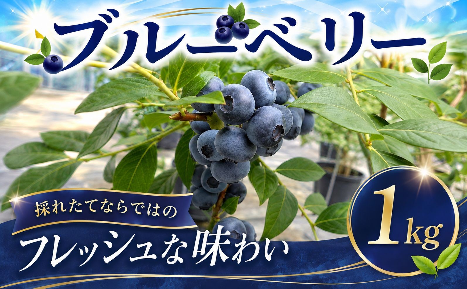 
                  ブルーベリー 1kg 2027年7月発送 先行予約 栽培期間中 農薬 化学肥料不使用 冷蔵 生 ぶるーべりー ヨーグルト スイーツ ジャム 採れたて フレッシュ 国産 blueberry Blueberry 産地直送 限定 千葉県 旬 ジューシー 芳醇 濃厚 厳選 家庭用 果汁たっぷり 甘酸っぱい 錦織 千葉 東金
                