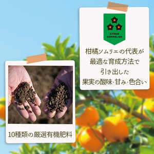 愛果48号 1kg 紅プリンセス と同品種 愛果48号【RNK025】