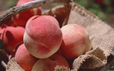 08-05-006　もも(川中島白桃)2.5kg