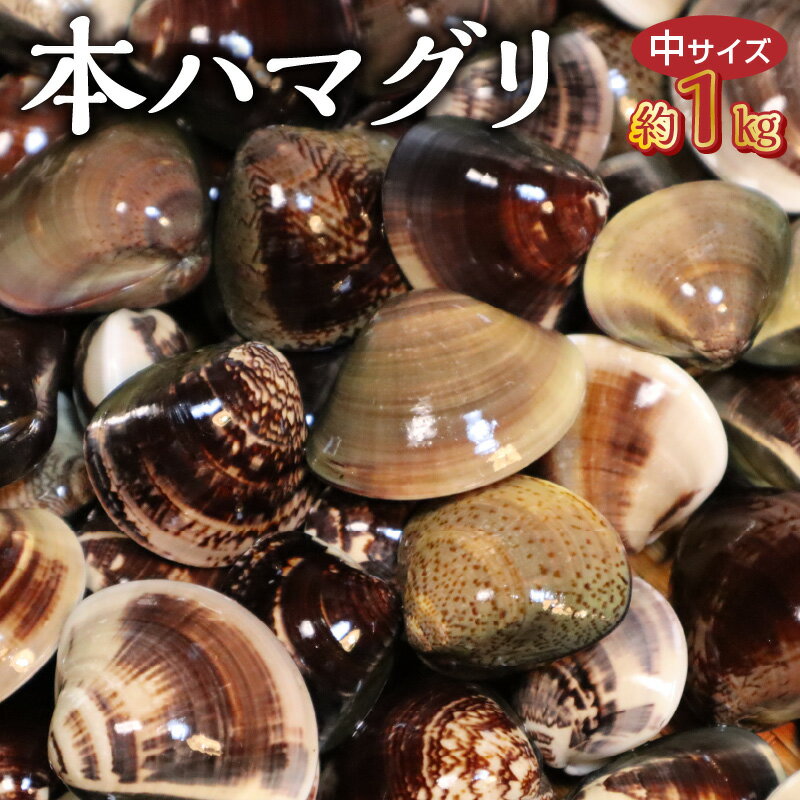 【ふるさと納税】KKN水産 天然！！ 有明海産の本ハマグリ （中サイズ 約1kg）【熊本県宇土市】