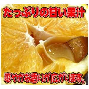 愛媛県八幡浜産・ジューシーオレンジ8kg【訳あり】【C35-25】【1492223】